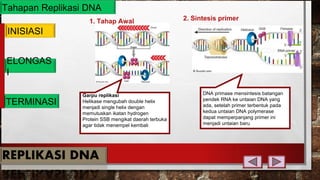 Tahapan Replikasi DNA
INISIASI
ELONGAS
I
TERMINASI
Garpu replikasi
Helikase mengubah double helix
menjadi single helix dengan
memutuskan ikatan hydrogen
Protein SSB mengikat daerah terbuka
agar tidak menempel kembali
DNA primase mensintesis batangan
pendek RNA ke untaian DNA yang
ada, setelah primer terbentuk pada
kedua untaian DNA polymerase
dapat memperpanjang primer ini
menjadi untaian baru
2. Sintesis primer1. Tahap Awal
 