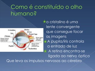 Como é constituído o olho humano?                                       o cristalino é uma                                       lente convergente                                  que consegue focar                                  as imagens                                        A pupila/íris controla                                       a entrada de luz                                        A retina encontra-se                                         ligada ao nervo óptico Que leva os impulsos nervosos ao cérebro 