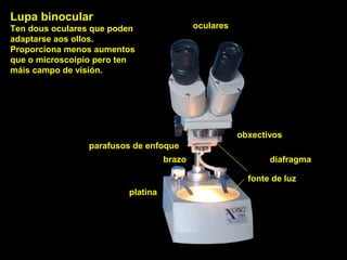 obxectivos
oculares
platina
fonte de luz
diafragma
parafusos de enfoque
brazo
Lupa binocular
Ten dous oculares que poden
adaptarse aos ollos.
Proporciona menos aumentos
que o microscoipio pero ten
máis campo de visión.
 