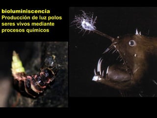 bioluminiscencia
Producción de luz polos
seres vivos mediante
procesos químicos
 