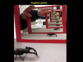 Espellos planos
 
