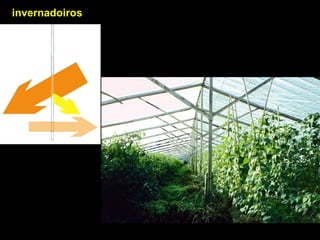 invernadoiros
 