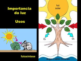 Importancia
da luz
Usos
fotosíntese
 