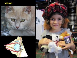 Visión
 