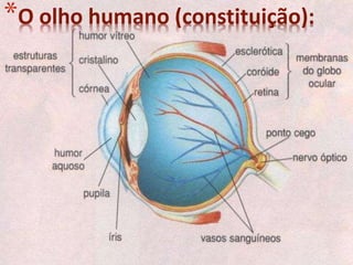 *O olho humano (constituição): 
 
