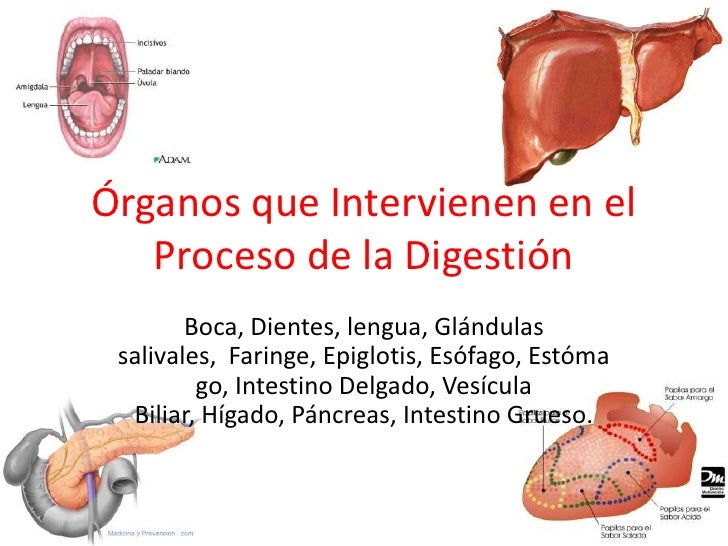Digestion