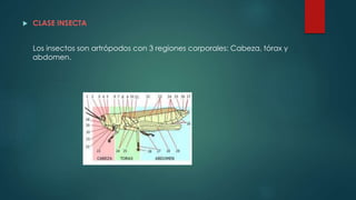  CLASE INSECTA
Los insectos son artrópodos con 3 regiones corporales: Cabeza, tórax y
abdomen.
 