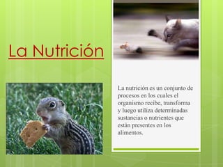 La Nutrición
               La nutrición es un conjunto de
               procesos en los cuales el
               organismo recibe, transforma
               y luego utiliza determinadas
               sustancias o nutrientes que
               están presentes en los
               alimentos.
 