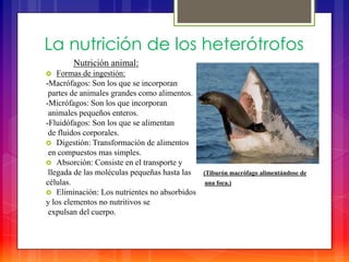 La nutrición de los heterótrofos
        Nutrición animal:
   Formas de ingestión:
-Macrófagos: Son los que se incorporan
 partes de animales grandes como alimentos.
-Micrófagos: Son los que incorporan
 animales pequeños enteros.
-Fluidófagos: Son los que se alimentan
 de fluidos corporales.
 Digestión: Transformación de alimentos
 en compuestos mas simples.
 Absorción: Consiste en el transporte y
 llegada de las moléculas pequeñas hasta las   (Tiburón macrófago alimentándose de
células.                                       una foca.)
 Eliminación: Los nutrientes no absorbidos
y los elementos no nutritivos se
 expulsan del cuerpo.
 