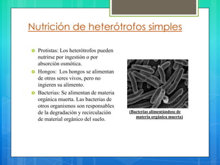 Nutrición de heterótrofos simples

   Protistas: Los heterótrofos pueden
    nutrirse por ingestión o por
    absorción osmótica.
   Hongos: Los hongos se alimentan
    de otros seres vivos, pero no
    ingieren su alimento.
   Bacterias: Se alimentan de materia
    orgánica muerta. Las bacterias de
    otros organismos son responsables
    de la degradación y recirculación    (Bacterias alimentándose de
                                            materia orgánica muerta)
    de material orgánico del suelo.
 