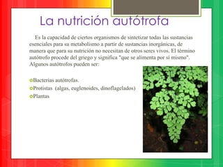 La nutrición autótrofa
  Es la capacidad de ciertos organismos de sintetizar todas las sustancias
esenciales para su metabolismo a partir de sustancias inorgánicas, de
manera que para su nutrición no necesitan de otros seres vivos. El término
autótrofo procede del griego y significa "que se alimenta por sí mismo".
Algunos autótrofos pueden ser:

Bacterias autótrofas.
Protistas (algas, euglenoides, dinoflagelados)
Plantas
 