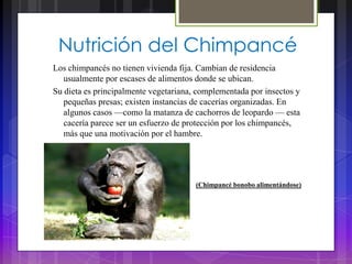 Nutrición del Chimpancé
Los chimpancés no tienen vivienda fija. Cambian de residencia
   usualmente por escases de alimentos donde se ubican.
Su dieta es principalmente vegetariana, complementada por insectos y
   pequeñas presas; existen instancias de cacerías organizadas. En
   algunos casos —como la matanza de cachorros de leopardo — esta
   cacería parece ser un esfuerzo de protección por los chimpancés,
   más que una motivación por el hambre.




                                       (Chimpancé bonobo alimentándose)
 