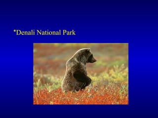 * Denali National Park 