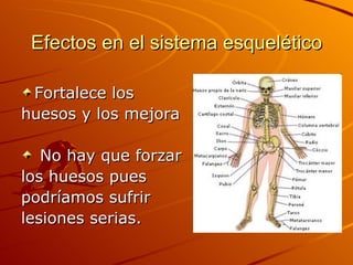 Efectos en el sistema esquelético Fortalece los  huesos y los mejora No hay que forzar los huesos pues  podríamos sufrir  lesiones serias. 