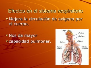 Efectos en el sistema respiratorio Mejora la circulación de oxigeno por el cuerpo. Nos da mayor  capacidad pulmonar. 