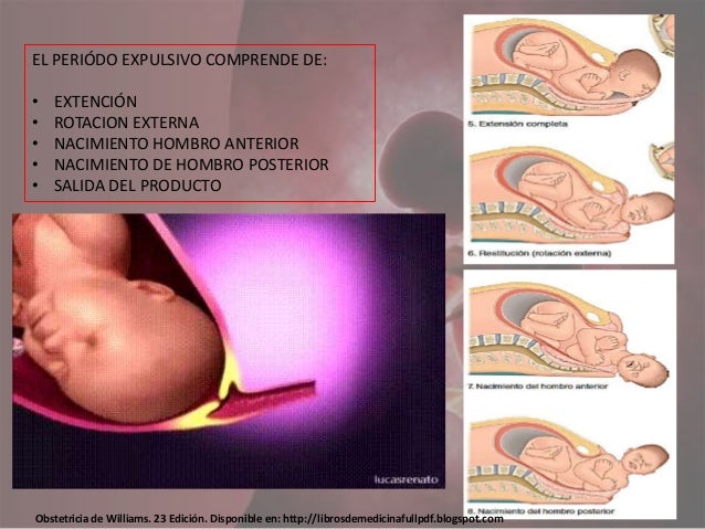Fase Dos Expulsivo fase-dos-expulsivo
