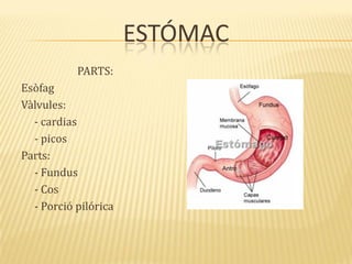 ESTÓMAC
PARTS:
Esòfag
Vàlvules:
- cardias
- picos
Parts:
- Fundus
- Cos
- Porció pilórica
 