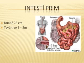 INTESTÍ PRIM
 Duodé 25 cm
 Yeyú-ileo 4 – 5m
 