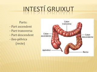 INTESTÍ GRUIXUT
Parts:
- Part ascendent
- Part transversa
- Part descendent
- íleo-pèlvica
(recte)
 