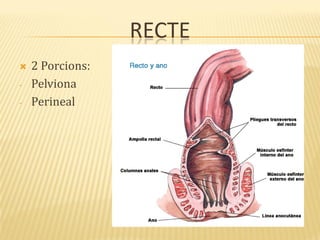 RECTE
 2 Porcions:
- Pelviona
- Perineal
 
