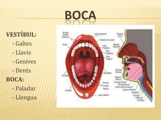 BOCA
VESTÍBUL:
- Galtes
- Llavis
- Genives
- Dents
BOCA:
- Paladar
- Llengua
 