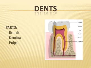 DENTS
PARTS:
- Esmalt
- Dentina
- Pulpa
 
