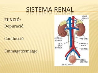 SISTEMA RENAL
FUNCIÓ:
Depuració
Conducció
Emmagatzematge.
 