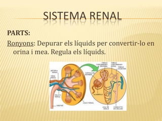 SISTEMA RENAL
PARTS:
Ronyons: Depurar els líquids per convertir-lo en
orina i mea. Regula els líquids.
 