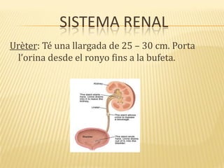 SISTEMA RENAL
Urèter: Té una llargada de 25 – 30 cm. Porta
l’orina desde el ronyo fins a la bufeta.
 