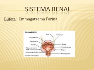 SISTEMA RENAL
Bufeta: Emmagatzema l’orina.
 