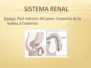 SISTEMA RENAL
Uretra: Part interior del pene. Connecta de la
bufeta a l’exterior.
 