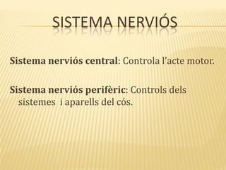 SISTEMA NERVIÓS
Sistema nerviós central: Controla l’acte motor.
Sistema nerviós perifèric: Controls dels
sistemes i aparells del cós.
 