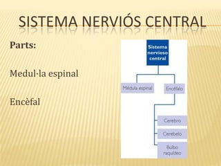 SISTEMA NERVIÓS CENTRAL
Parts:
Medul·la espinal
Encèfal
 