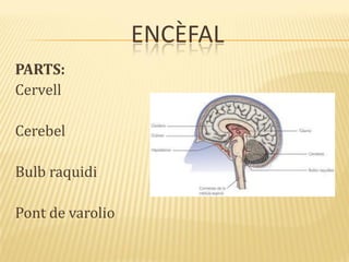 ENCÈFAL
PARTS:
Cervell
Cerebel
Bulb raquidi
Pont de varolio
 