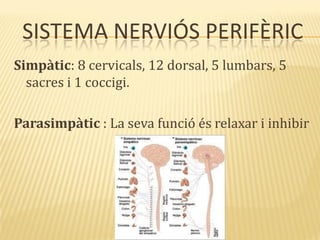 SISTEMA NERVIÓS PERIFÈRIC
Simpàtic: 8 cervicals, 12 dorsal, 5 lumbars, 5
sacres i 1 coccigi.
Parasimpàtic : La seva funció és relaxar i inhibir
 