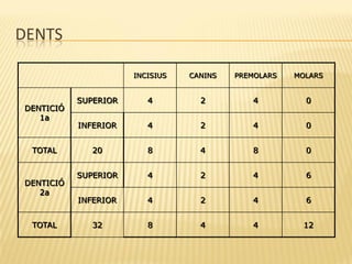 DENTS
INCISIUS CANINS PREMOLARS MOLARS
DENTICIÓ
1a
SUPERIOR 4 2 4 0
INFERIOR 4 2 4 0
TOTAL 20 8 4 8 0
DENTICIÓ
2a
SUPERIOR 4 2 4 6
INFERIOR 4 2 4 6
TOTAL 32 8 4 4 12
 