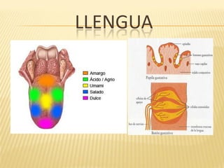 LLENGUA
 