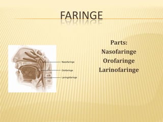 FARINGE
Parts:
Nasofaringe
Orofaringe
Larinofaringe
 