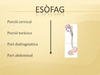 ESÒFAG
Porció cervical
Porció toràcica
Part diafragmàtica
Part abdominal
 