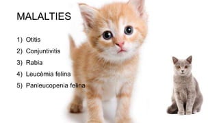 MALALTIES
1) Otitis
2) Conjuntivitis
3) Rabia
4) Leucèmia felina
5) Panleucopenia felina
 