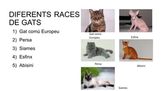 DIFERENTS RACES
DE GATS
1) Gat comú Europeu
2) Persa
3) Siames
4) Esfinx
5) Abisini Abisini
Gat comú
Europeu
Persa
Esfinx
Siames
 