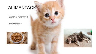 QUE ES EL “DESTETE” ?
QUE MENJEN ?
ALIMENTACIÓ
 