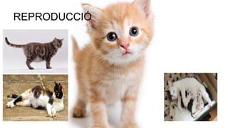 REPRODUCCIÓ
 