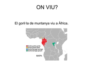 ON VIU?
El goril·la de muntanya viu a Àfrica.
MAPA
 