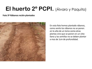 El huerto 2º PCPI. (Álvaro y Paquito)
Foto 3º Rábanos recién plantados
En esta foto hemos plantado rábanos,
como veréis los rábanos no se ponen
en lo alto de un lomo como otras
plantas sino que se ponen en un sitio
llano y las semillas no se deben plantar
a mas de 1cm de profundidad.
 