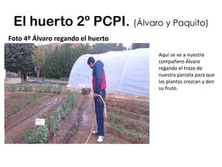 El huerto 2º PCPI. (Álvaro y Paquito)
Foto 4º Álvaro regando el huerto
Aquí se ve a nuestro
compañero Álvaro
regando el trozo de
nuestra parcela para que
las plantas crezcan y den
su fruto.
 