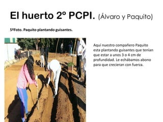 El huerto 2º PCPI. (Álvaro y Paquito)
5ºFoto. Paquito plantando guisantes.
Aquí nuestro compañero Paquito
esta plantando guisantes que tenían
que estar a unos 3 o 4 cm de
profundidad. Le echábamos abono
para que crecieran con fuerza.
 