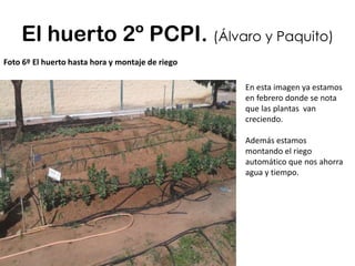 El huerto 2º PCPI. (Álvaro y Paquito)
Foto 6º El huerto hasta hora y montaje de riego
En esta imagen ya estamos
en febrero donde se nota
que las plantas van
creciendo.
Además estamos
montando el riego
automático que nos ahorra
agua y tiempo.
 