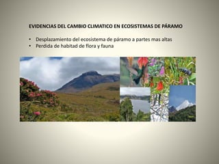 EVIDENCIAS DEL CAMBIO CLIMATICO EN ECOSISTEMAS DE PÁRAMO 
• Desplazamiento del ecosistema de páramo a partes mas altas 
• Perdida de habitad de flora y fauna 
 