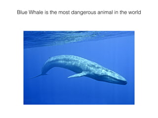 Blue Whale is the most dangerous animal in the world
 